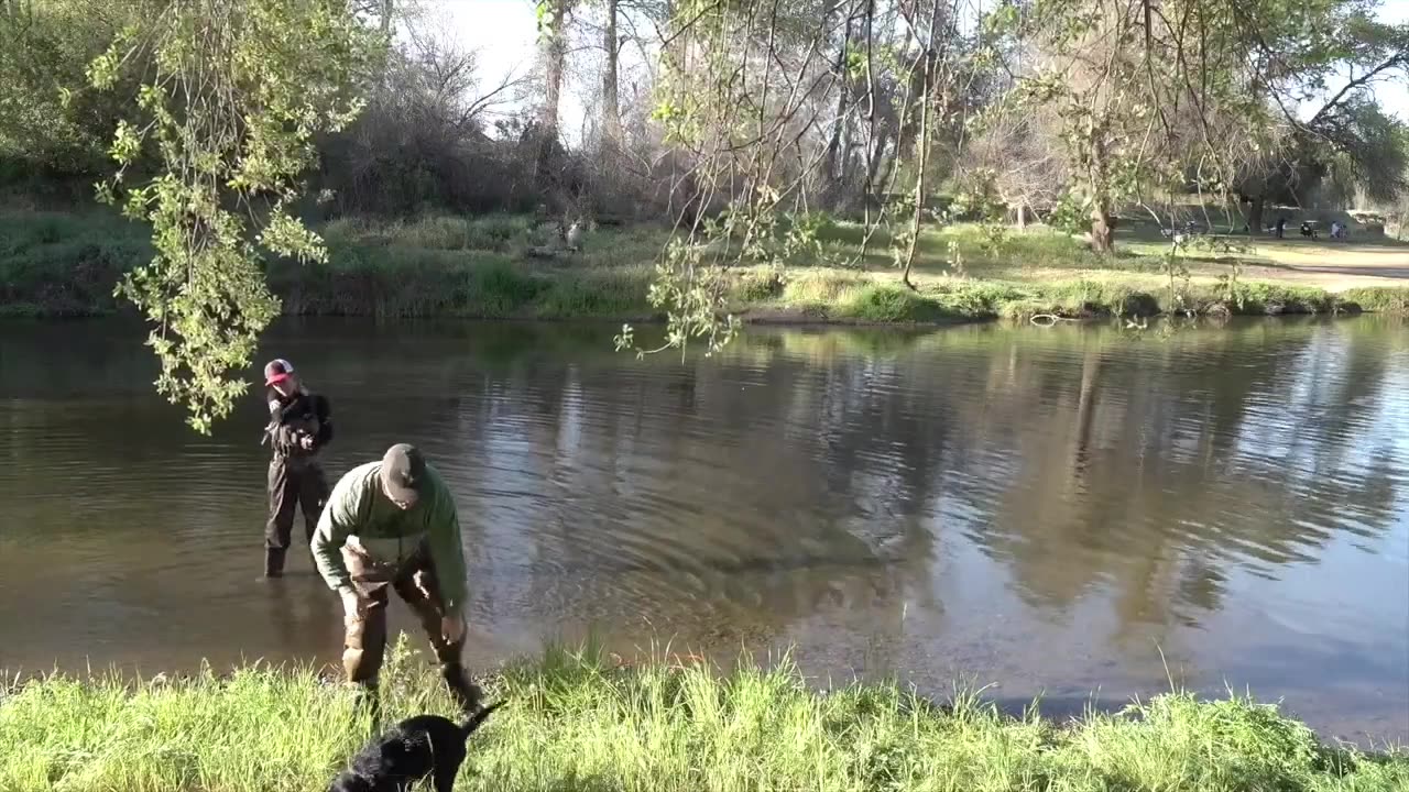 Training A Duck Dog _ Pt. 3 (Part 4)