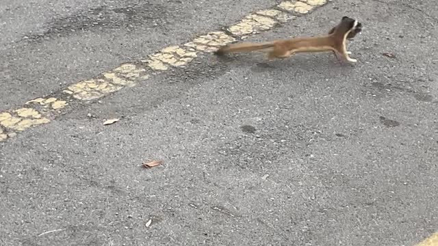 Mouse Jumping Sporadically Taken Away by Tiny Predator