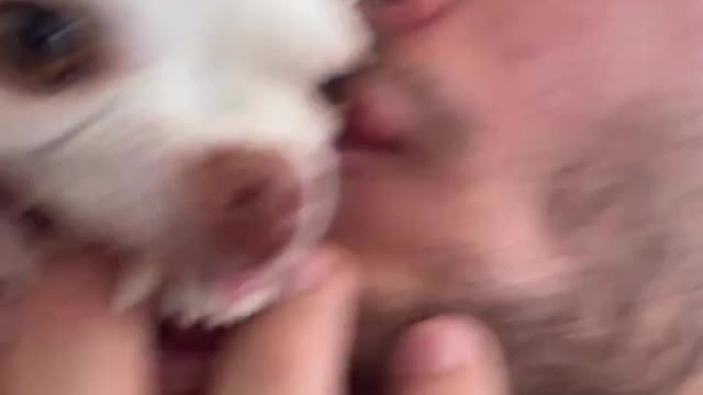 Funny filters on cute dog ❤️ funny clip