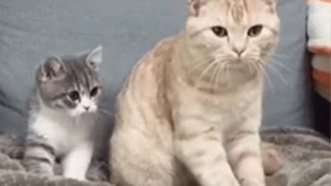 Cute Cat Gif