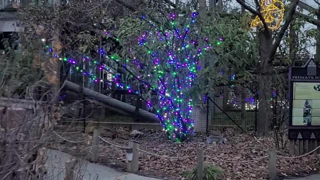 Enjoying the Christmas lights at the Toledo Zoo