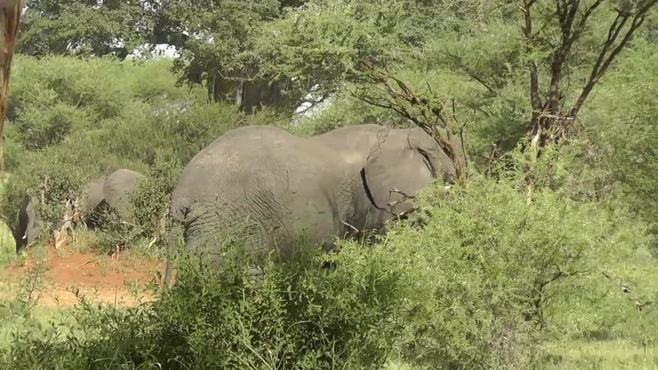 Protecting Baby Elephant (00020)