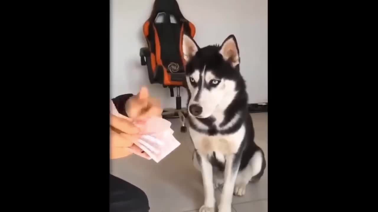 Tool Puppy