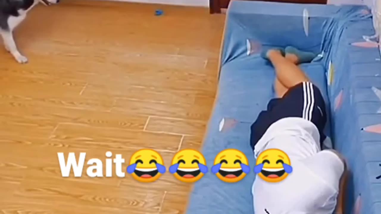 funny owner farts hawsky dog