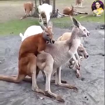 Kangaroo making love in winter season