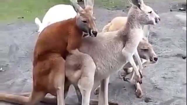 Kangaroo making love in winter season