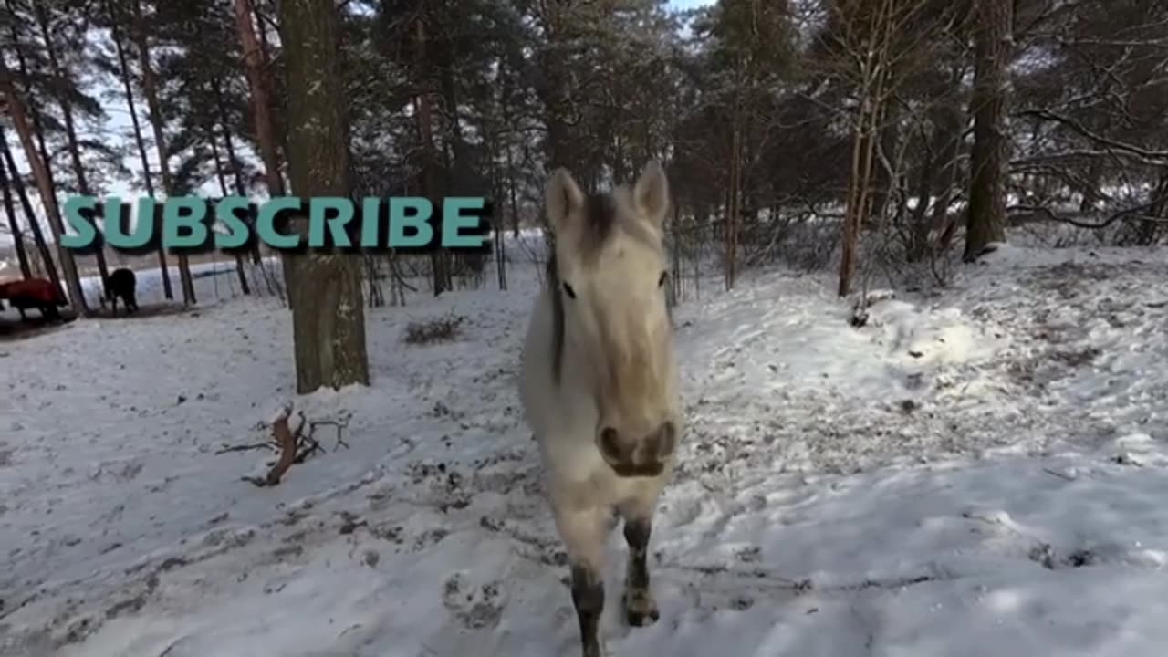 Horse riding training in winter