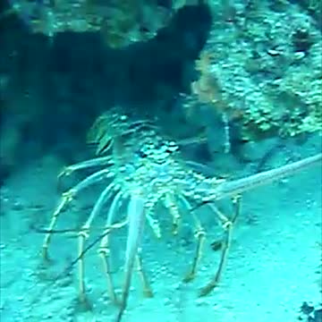 A bold Florida Keys Spiny Lobster