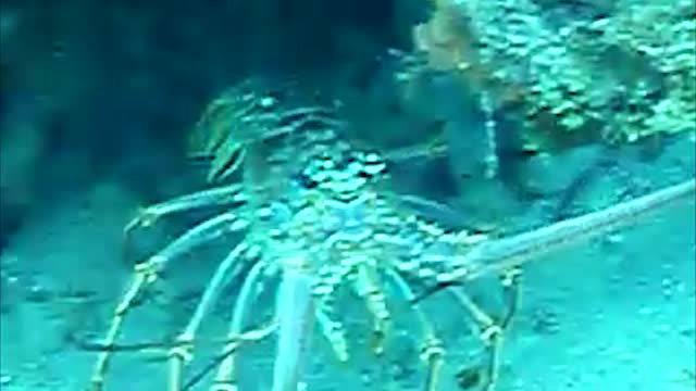 A bold Florida Keys Spiny Lobster