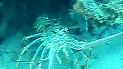 A bold Florida Keys Spiny Lobster