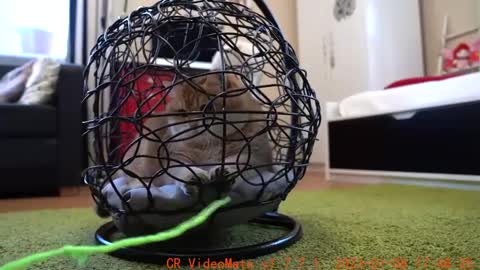 Playing in a hammock for cats