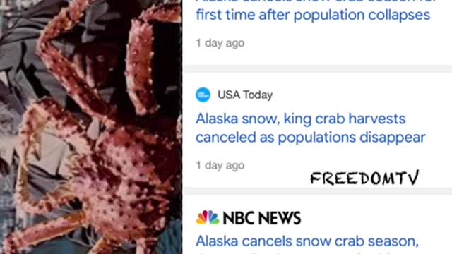 1 billion king snow crabs mysteriously disappear, says the corrupt gubmint