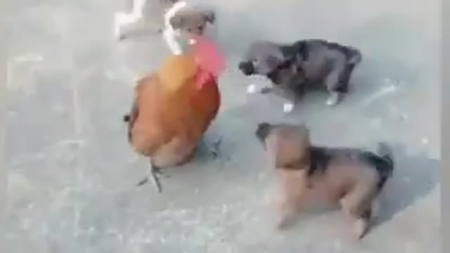 Chicken VS Dog Fight Funny Dog & Chicken Fight Videos