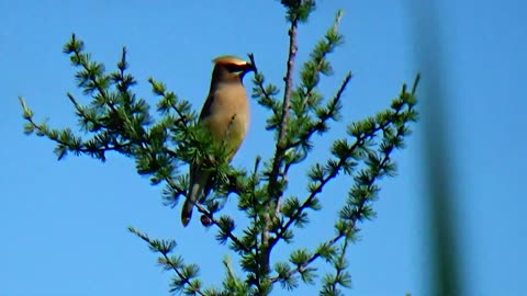 Cedar Waxwing