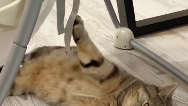 Baby And Cat Friendship 🤩 Funny Baby And Cat video 😂 SharpAnimals