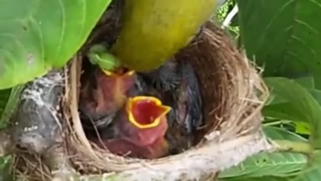 Dunia hewan anakan burung pleci