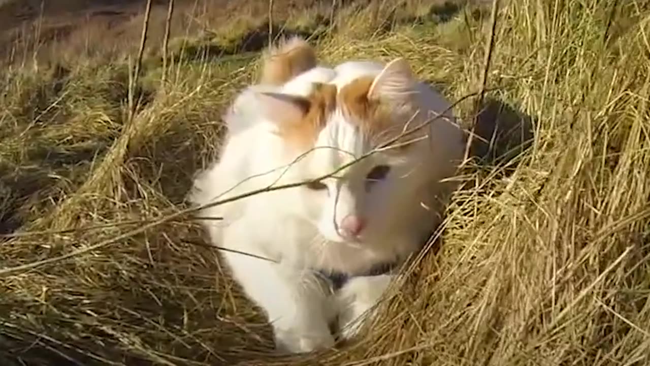 Cat And His Family Live Together On A Sailboat - SALTY | The Dodo