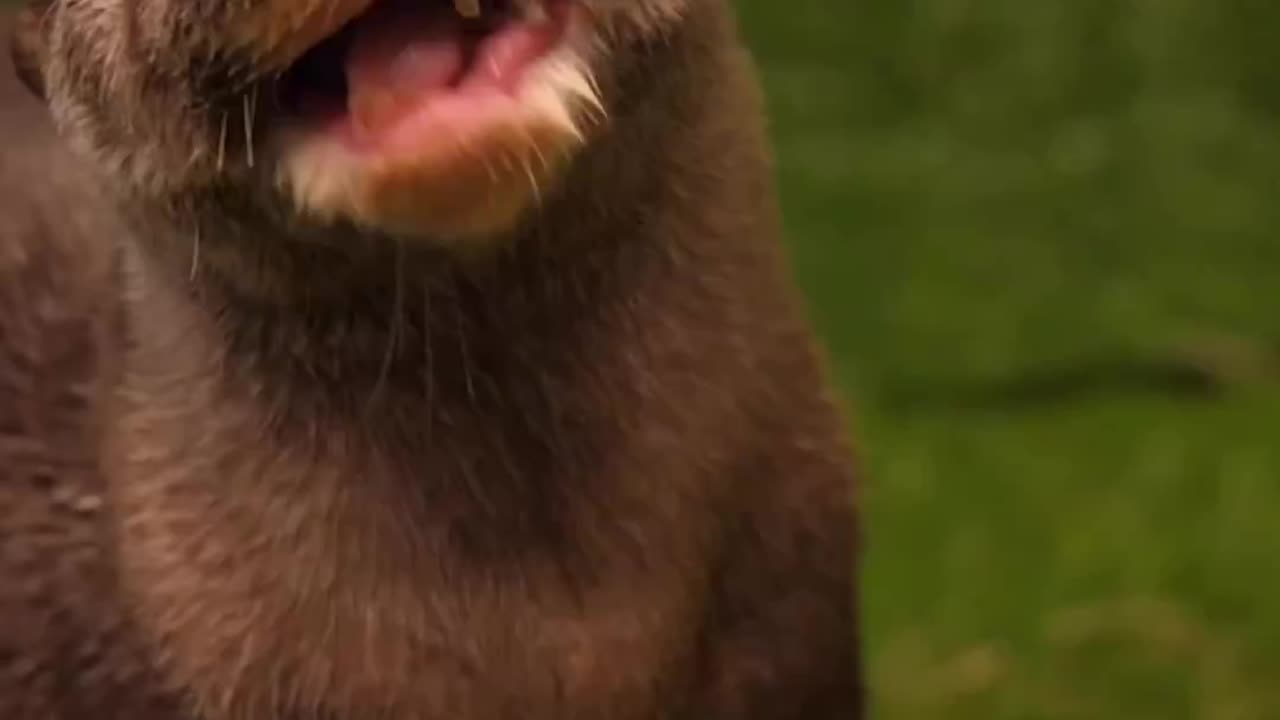 An Asian small-clawed otter enjoys a snake and some toys