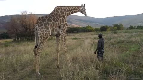 FUNNIEST ANIMALS GIRAFFE