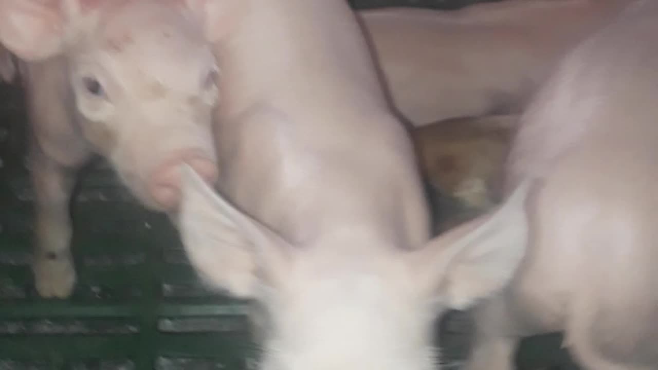 really cute piglets