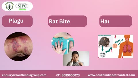 Rat Control Services in Bangalore