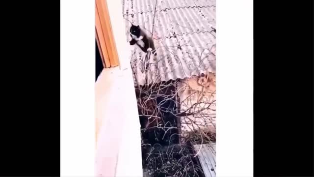 funniest animal video 2022