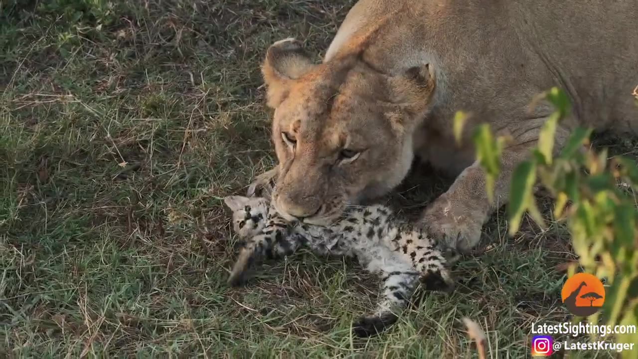 Sevelar Kitten VsLion ..........!!!!