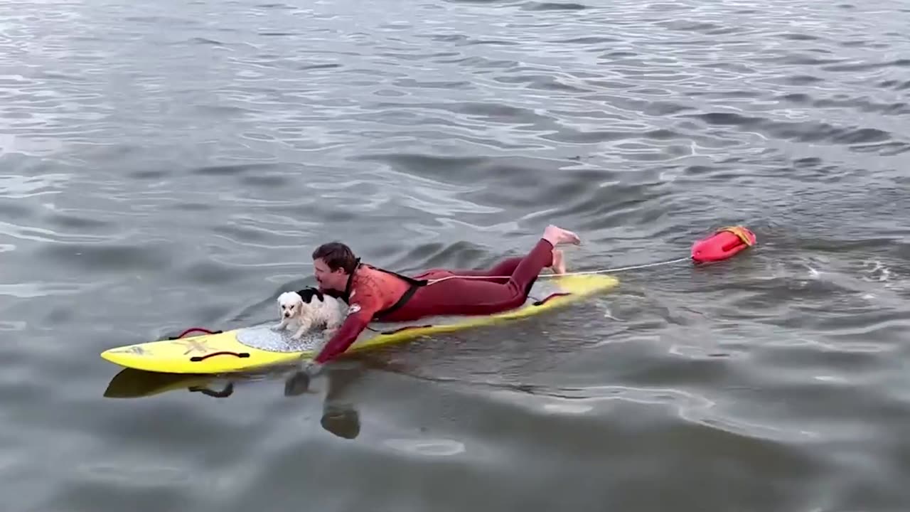 PUPPY RESCUE: Lifeguards Save Small Dog Swept Out To Sea