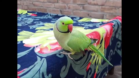 So Adorable Cute Talking Parrot