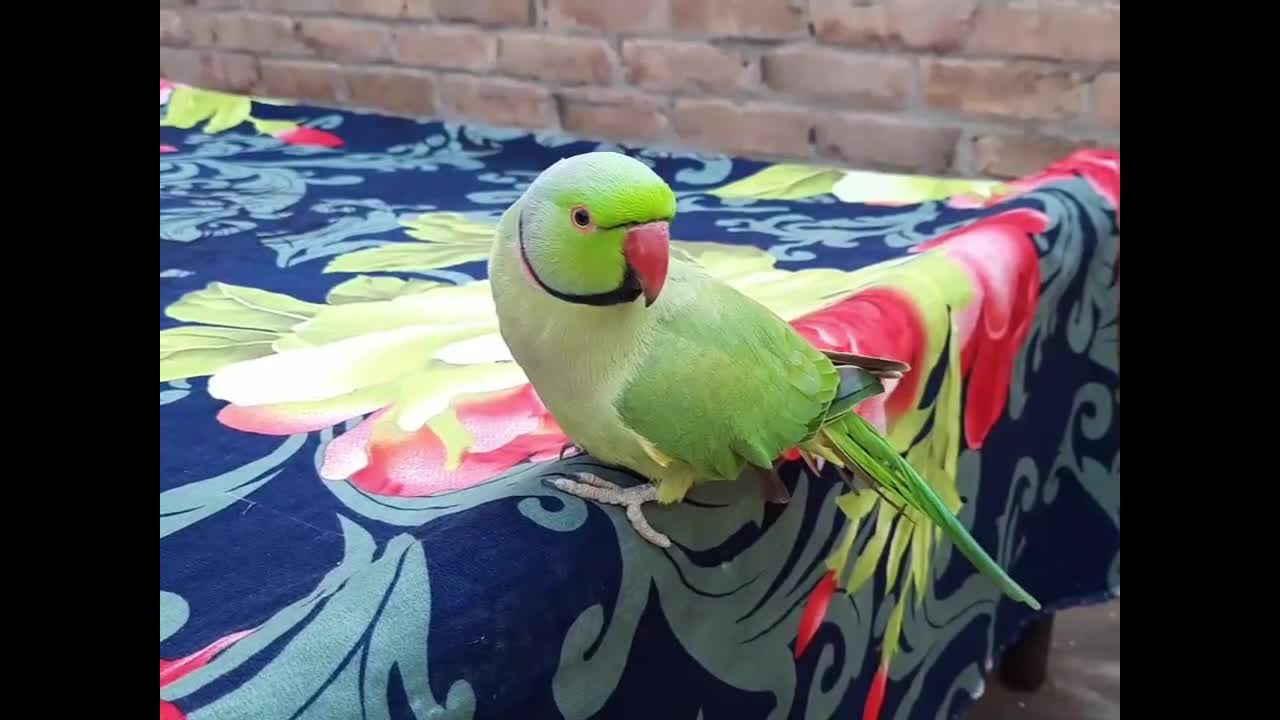 So Adorable Cute Talking Parrot