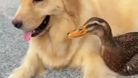 Dog and duck . A beautiful moment #2046 - #shorts