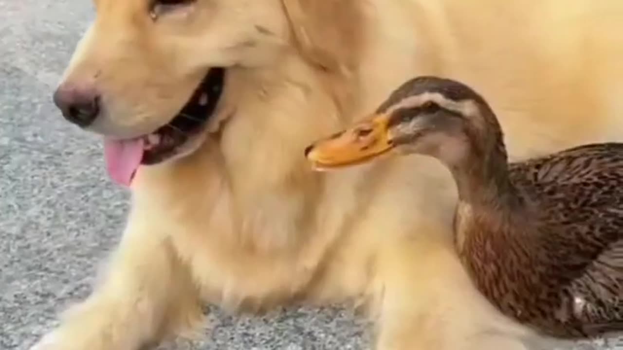 Dog and duck . A beautiful moment #2046 - #shorts