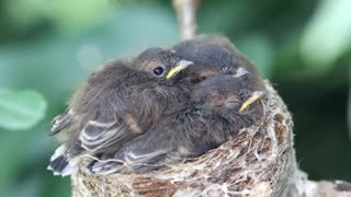 Gray Fantail #TheHIKER