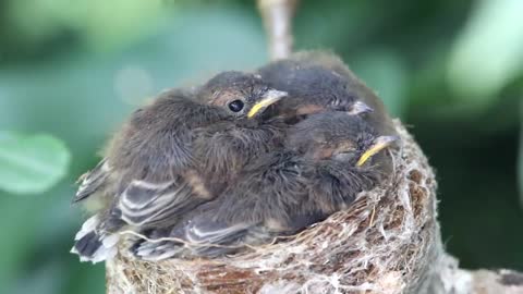 Gray Fantail #TheHIKER