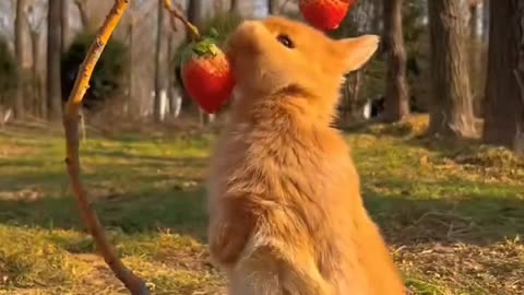 Rabbit Eating Strawberry
