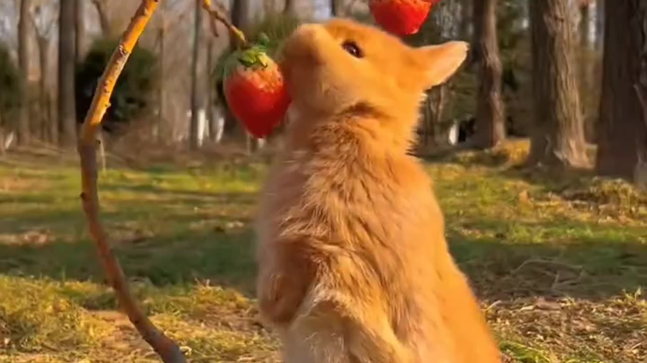 Rabbit Eating Strawberry