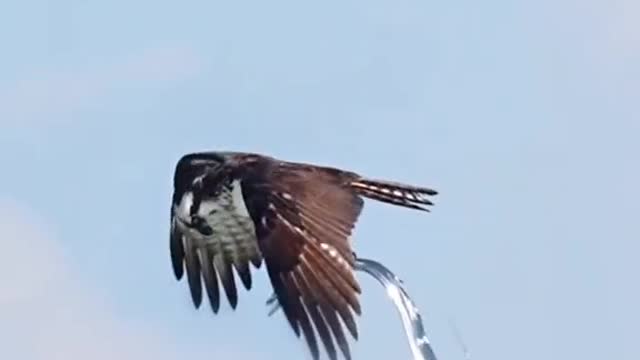 osprey