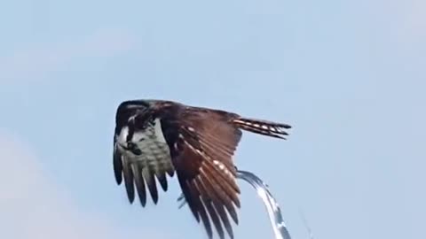 osprey