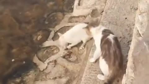 Amazing Cats Hunting Fish In Lake 🐟