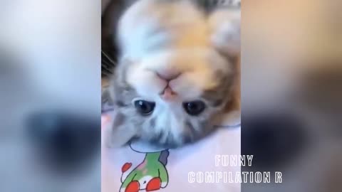 Funny Animals! Funny Cats! Funny Videos! # Short