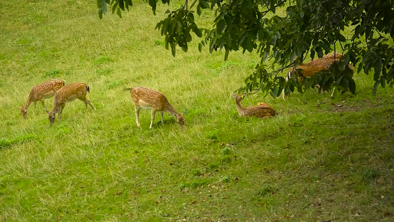 a gathering of deer