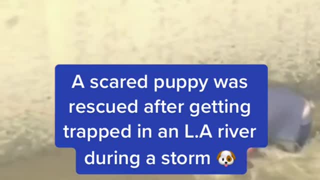 A scared puppy was rescued after getting trapped in an L. A river during a storm