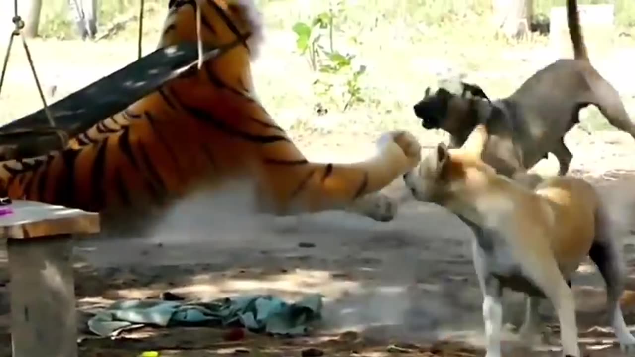 Funny & Fake Prank with Dog vs Lion