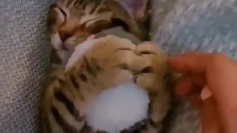 The kitten cannot sleep without its toy