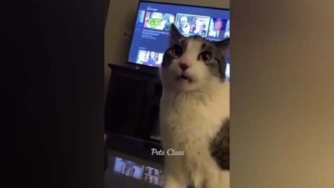 Funny Dogs and Cats Compilation