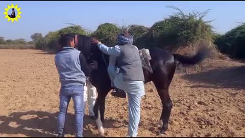 ###Horse- training-'