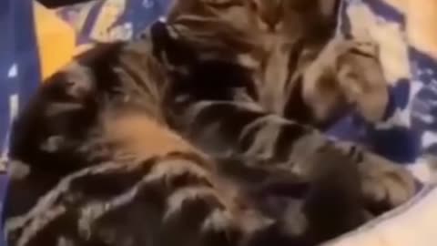 Funny cat 🤣😺😺,cat environment 😁