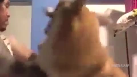 I can't hide the fact that dogs know kung fu
