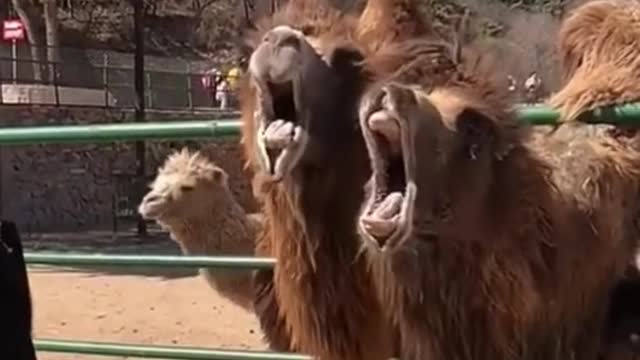 The camel said, are you going to feed me #foryou #funny #haha #animals #pet #fyp