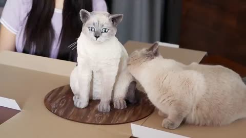 Cat reaction to cat that is similer to cat